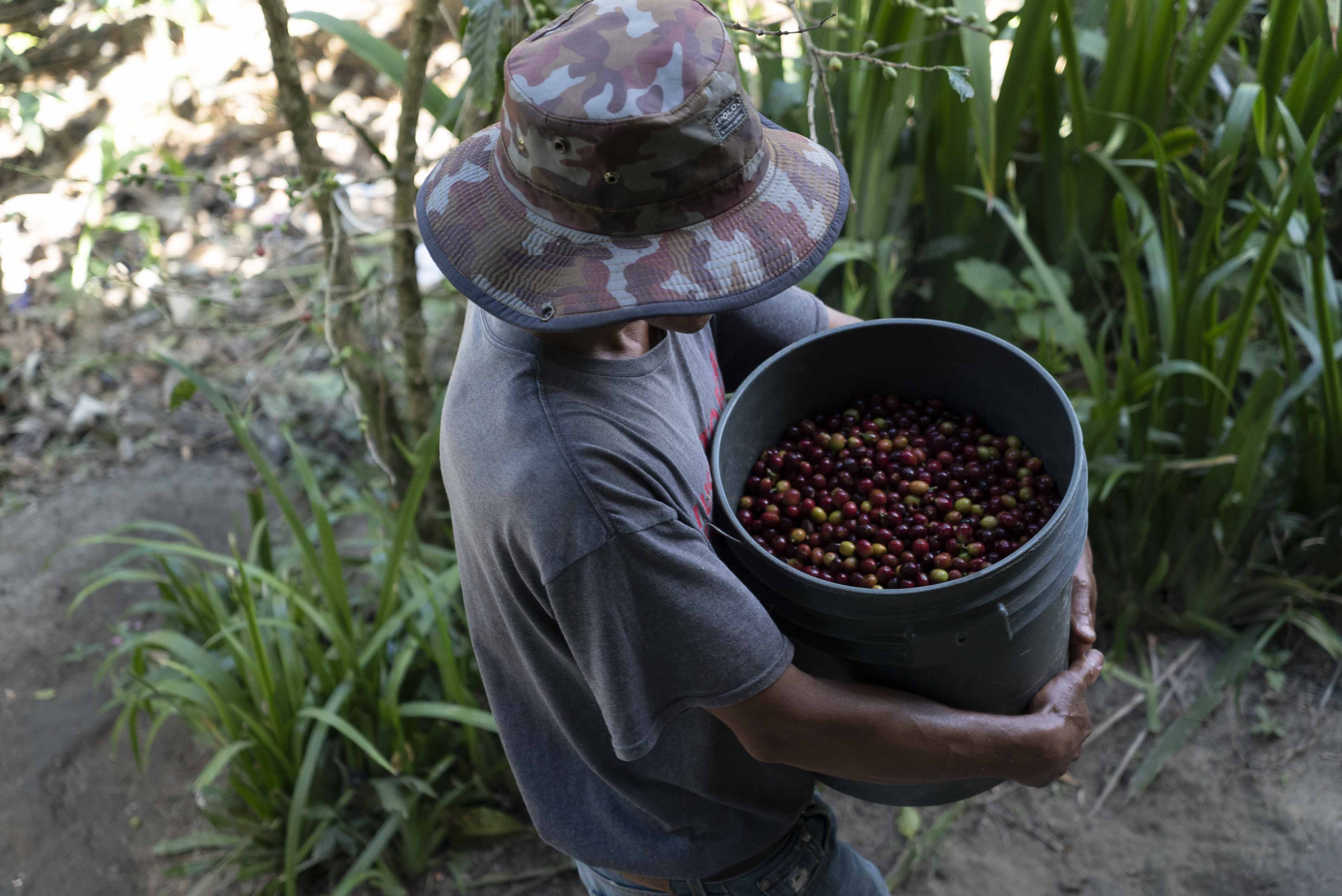Kaffeekirschen in den Bergen von Honduras. Ein Mitglied der Combrifol Kooperative