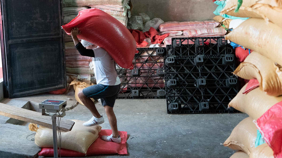 Parchment Kaffee auf dem Weg zur Drymill in Guatemala-Stadt (Guatemala, 2023)