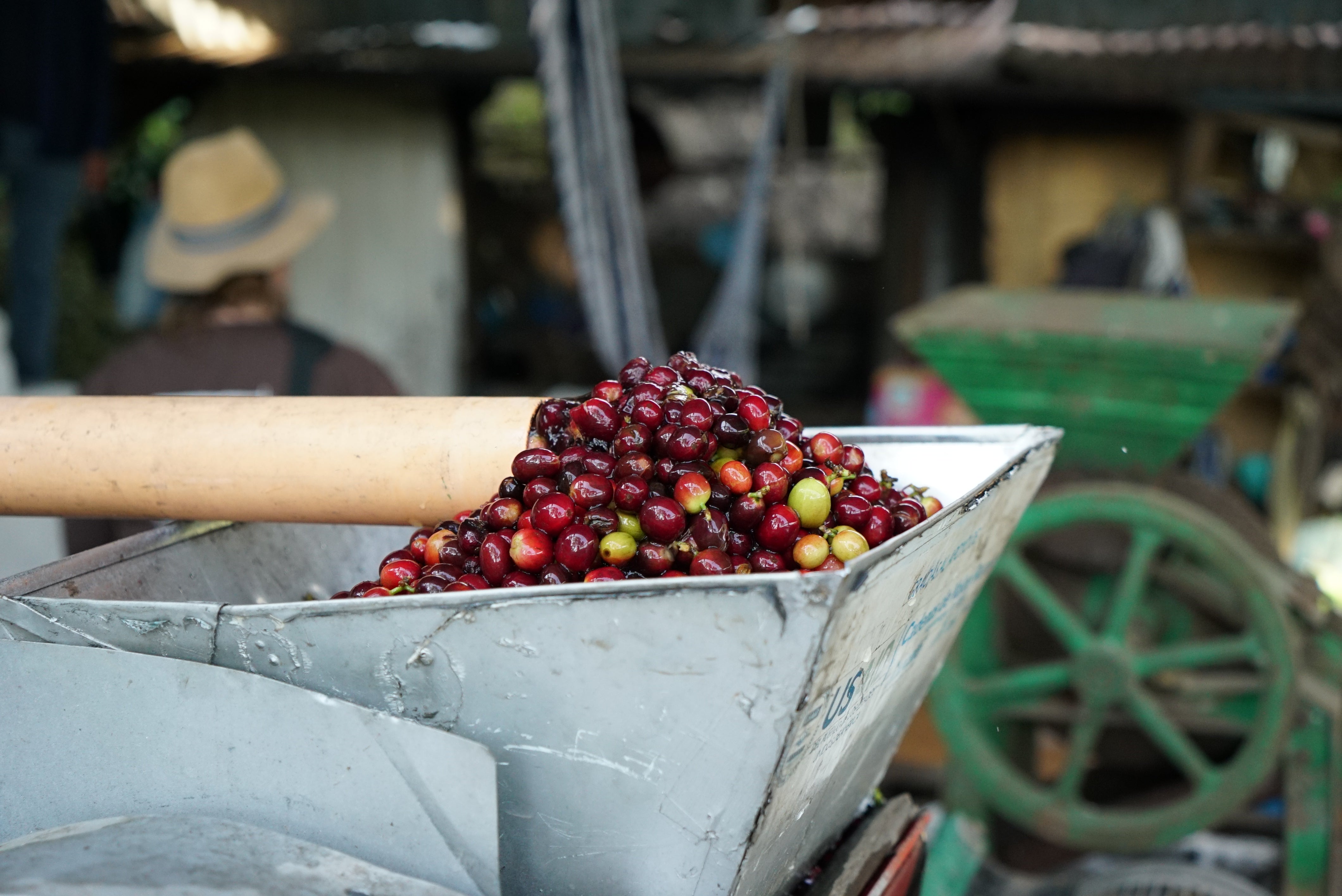 GUATEMALA, washed