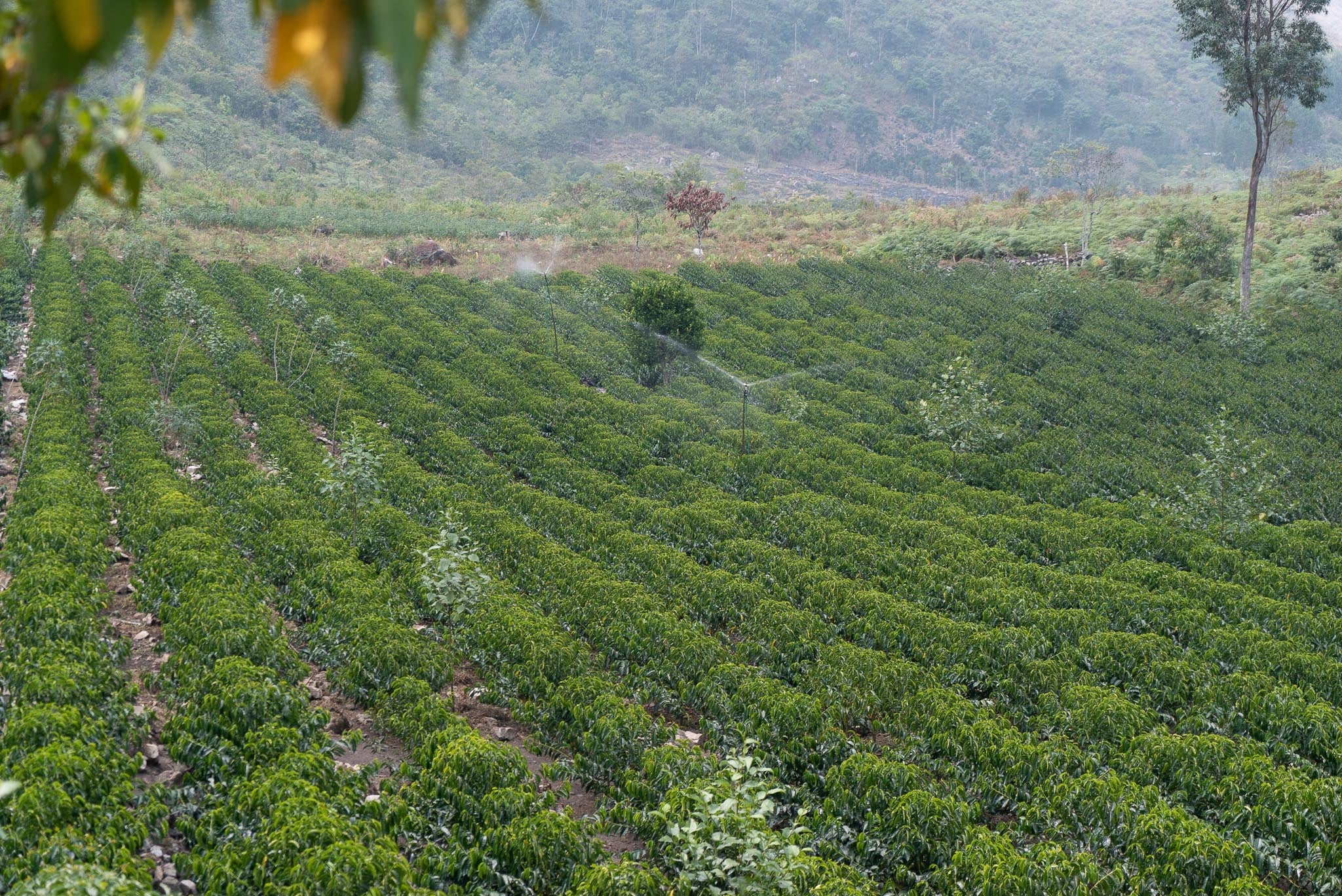 Peru, El Profesor | Microlot