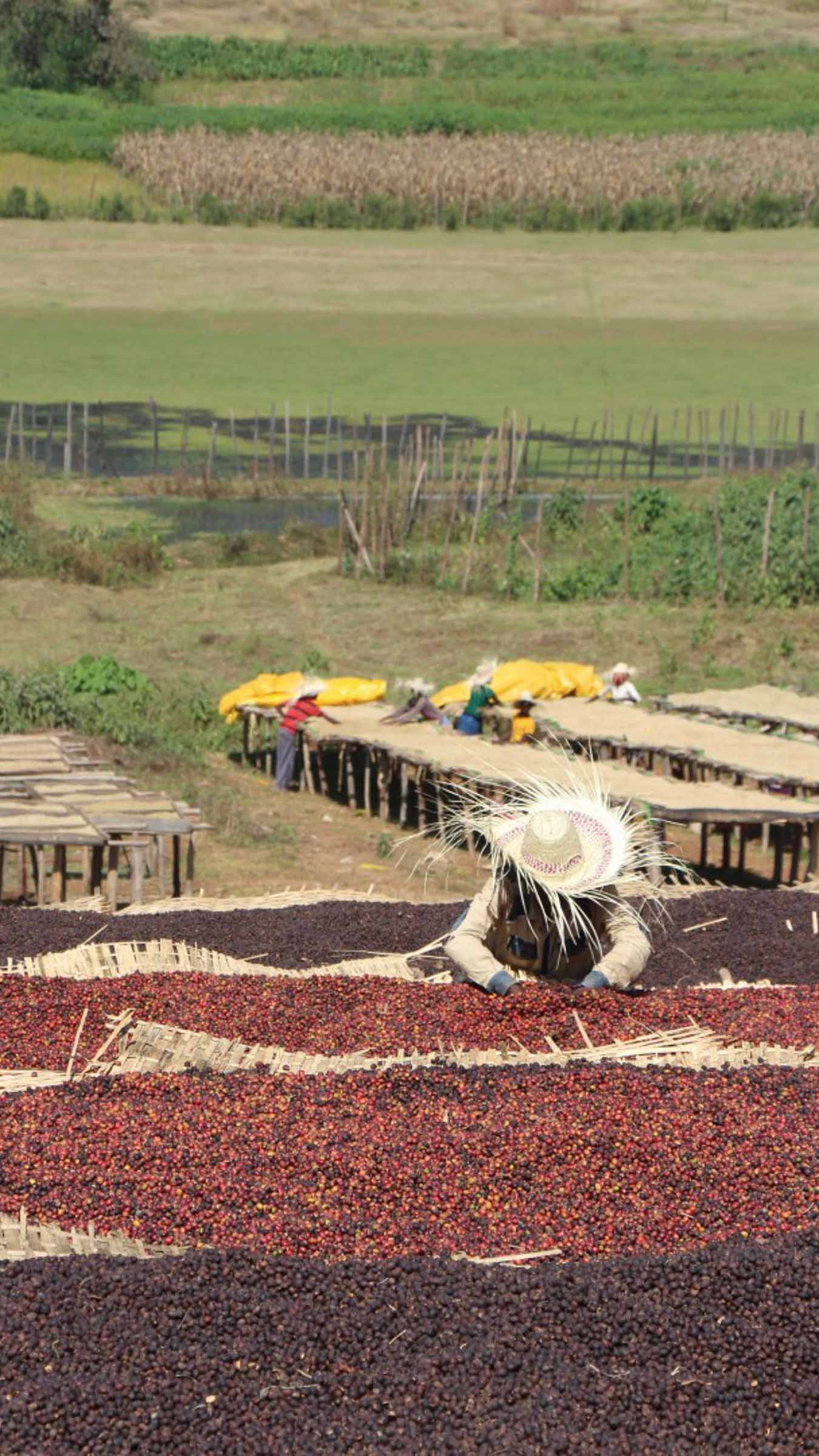 ÄTHIOPIEN natural Filterkaffee