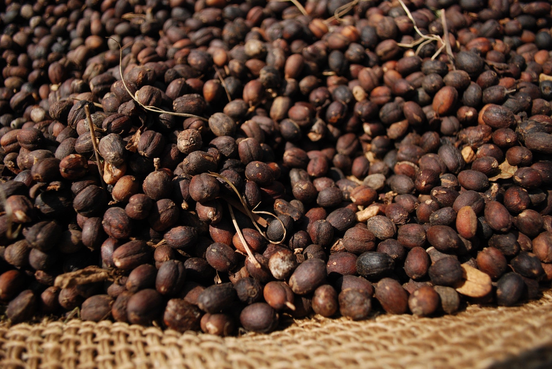 ÄTHIOPIEN natural Filterkaffee