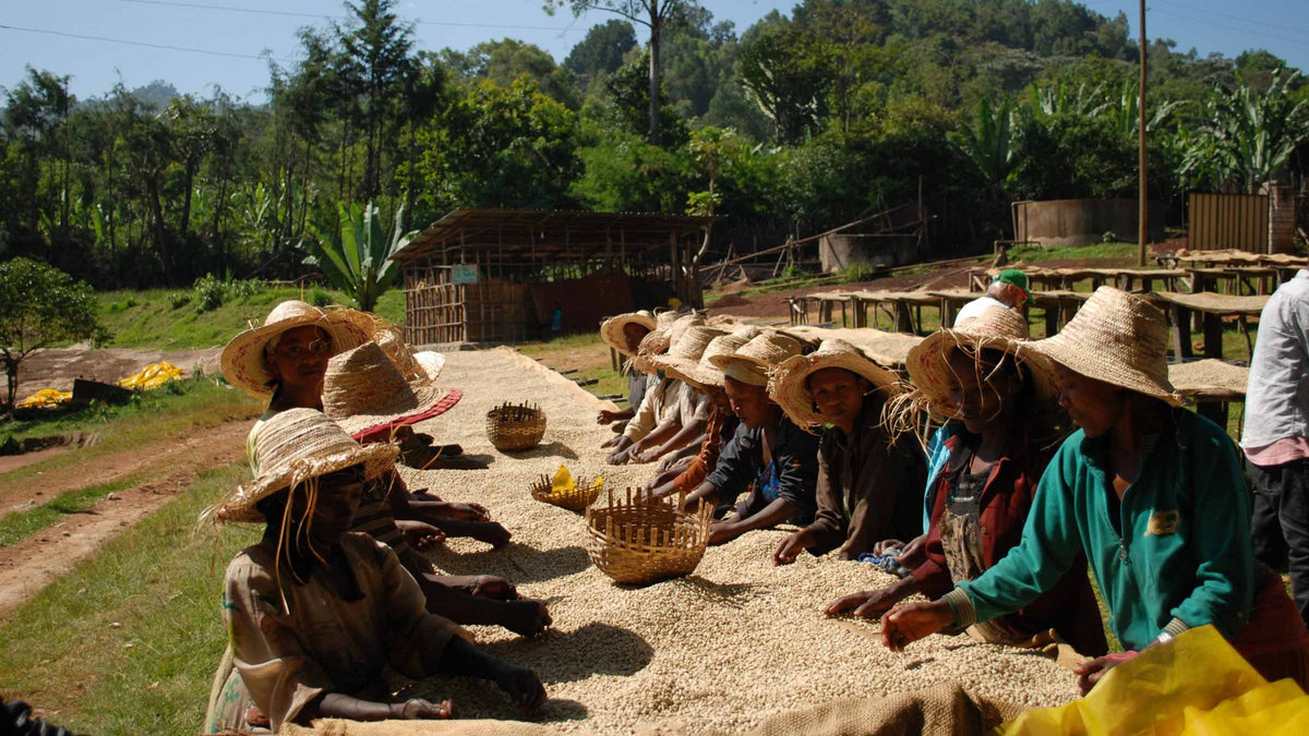 Trockenbetten der Shilicho Kooperative in Sidamo, Äthiopien