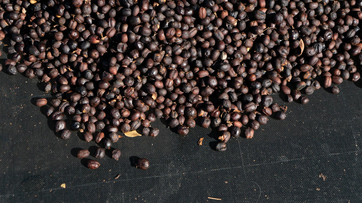 Naturals in Honduras - Der Kaffee trocknet samt Kirsche (Honduras, 2023)